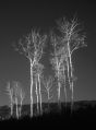 Birch Trees 2 * Birch Trees,  Vermont * 442 x 600 * (66KB)