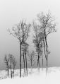 Birch Trees * Birch Trees,  Vermont.  Inverted in Photoshop. * 429 x 600 * (94KB)