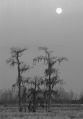 Cypress Moonrise * Cypress Moonrise, Southern Louisiana * 417 x 600 * (66KB)