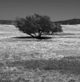 Live Oak * Live Oak,  Butte County, California * 585 x 600 * (153KB)