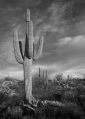 Saguaro * Saguaro at Sunrise,  Saguaro National Monument, AZ * 430 x 600 * (90KB)