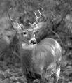 Wild Buck * Wild Buck,  Westport, CT * 518 x 600 * (87KB)