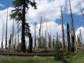 Reds Meadow * The forest is slowly recovering from a devastating lightning-induced fire in 1992. * 866 x 650 * (197KB)