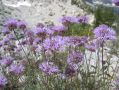 Wildflowers * There were dozens of different alpine wildflowers in bloom. * 866 x 650 * (195KB)